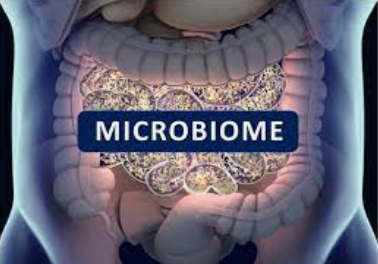 gut health microbiome